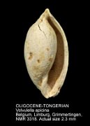 OLIGOCENE-TONGERIAN Volvulella apicina